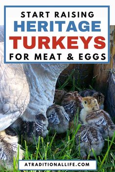 some baby birds sitting in the grass next to an adult turkey and eggs with text overlay reading start raising heritage turkeys for meat & eggs