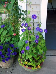 two potted plants with purple and blue flowers on the ground next to each other