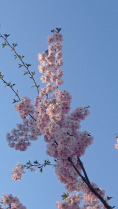 pink flowers are blooming on the branches of a cherry tree in front of a blue sky