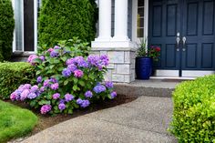 purple flowers in front of a house with blue doors and bushes on the side walk