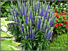 purple flowers are growing in the garden