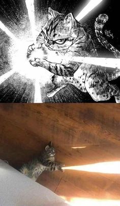 a cat sitting on top of a wooden floor next to an image of a star wars scene