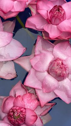 pink flowers are floating in the water