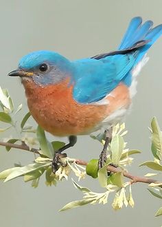 a blue bird sitting on top of a tree branch