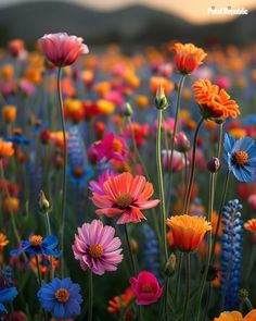 many colorful flowers are growing in the field