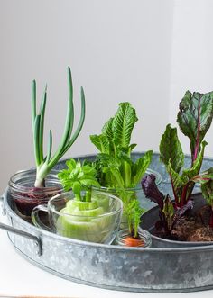 a tray with some plants in it on top of a table