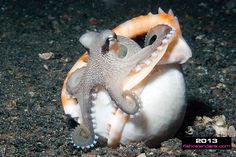 an octopus is sitting on top of a shell with the words ocean treasures 2013 written below it