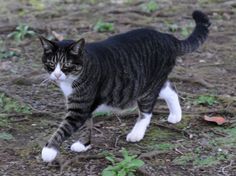 a black and white cat walking across a field