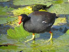 a black bird is standing in the water