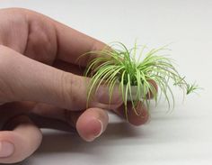 someone is holding a small plant in their hand