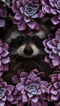 a raccoon surrounded by purple succulents in the middle of it's face