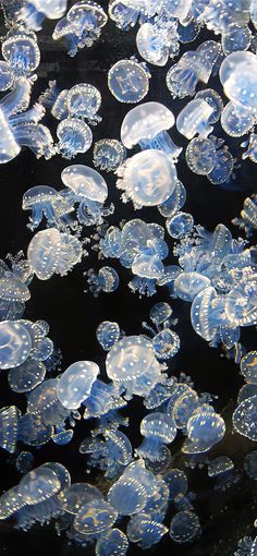 many jellyfish are swimming in the water