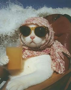 a cat wearing sunglasses and a scarf holding a drink