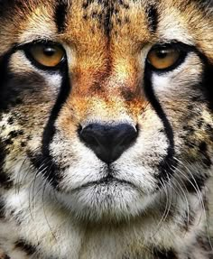 a cheetah is looking at the camera with an intense look on its face