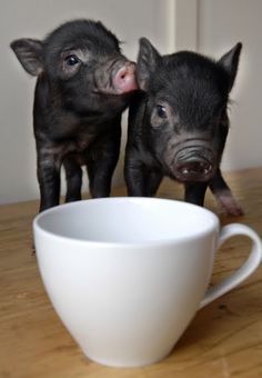 two small pigs standing next to each other in front of a white cup on a wooden table