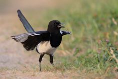 a black and white bird with its wings spread out standing on the side of a road