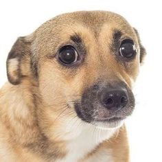 a small brown and white dog looking at the camera