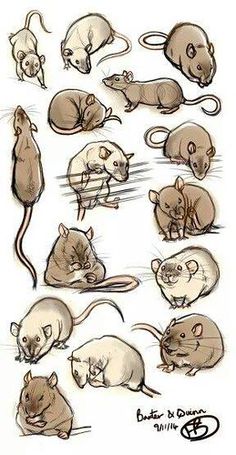 an image of various mouses in different poses