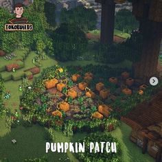 an image of a pumpkin patch in the middle of trees and bushes with text overlay that reads pumpkin patch