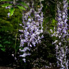 some purple flowers hanging from a tree in the woods