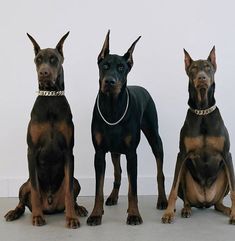 three doberman dogs sitting next to each other