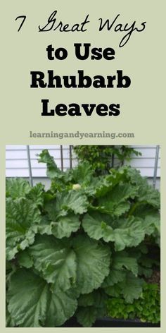 some plants that are growing in the ground with text overlay saying 7 great ways to use rhubarb leaves