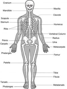 the human skeleton and its major skeletal systems are labeled in this diagram, you can see