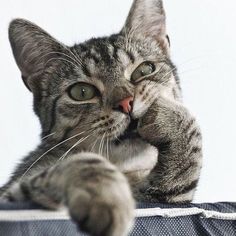 a cat with it's paw on the edge of a piece of luggage looking at the camera