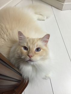 a fluffy white cat laying on the floor next to a wooden chair and looking up at the camera