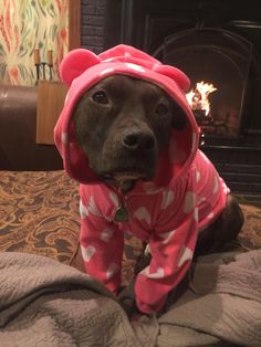 a brown dog wearing a pink and white heart hoodie sitting on top of a bed