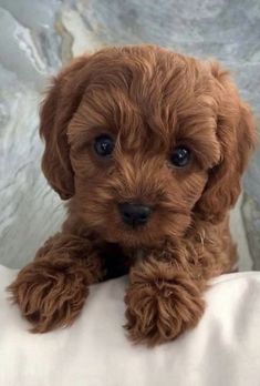 a small brown dog sitting on top of a bed