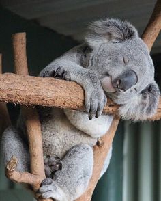 a koala sleeping on top of a tree branch with its head hanging over it's shoulder