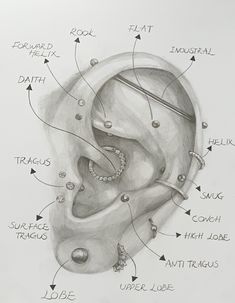 a drawing of the parts of a human ear