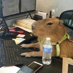 a capybara sitting at a computer desk with a bottle of water in front of it