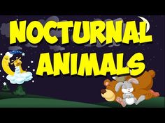 an animated cartoon with the words nocturnnal animals