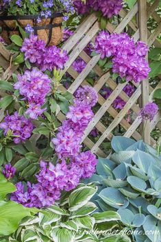 purple flowers are growing in the garden next to green plants and wooden trelliss