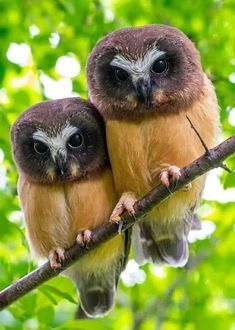 two brown owls sitting on top of a tree branch next to each other in front of green leaves