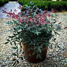 a potted plant sitting on top of a gravel ground