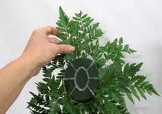 a person is holding a green plant in front of a white wall