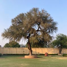 a large tree sitting in the middle of a park next to a tall wall and fence