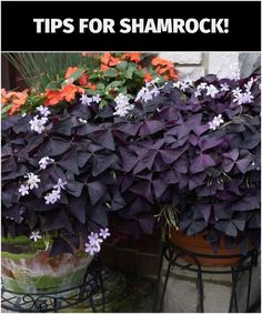 purple and orange flowers in pots with the words tips for shamrock