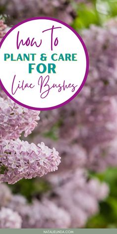 lila flowers with the words how to plant and care for lila bushes