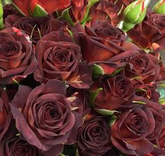 a bouquet of red roses with green leaves