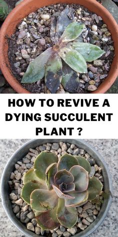 how to remove a dying succulent plant from the ground and in a pot