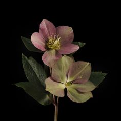 two pink flowers with green leaves on a black background