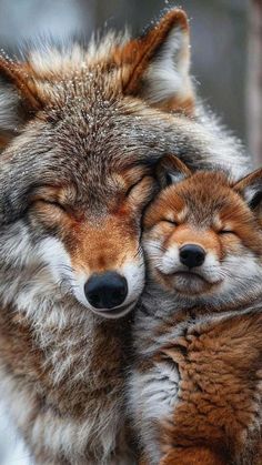 two foxes cuddle together in the snow