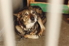 a dog is sitting behind bars in an animal pen, looking at the camera man