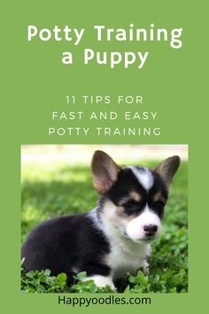 a puppy sitting in the grass with text that reads potty training a puppy 11 tips for fast and easy potty training