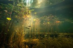 an underwater scene with plants and birds flying in the air over water, surrounded by vegetation