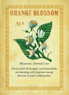 an orange blossom card with white flowers and green leaves on the front, reads meaning eternal love